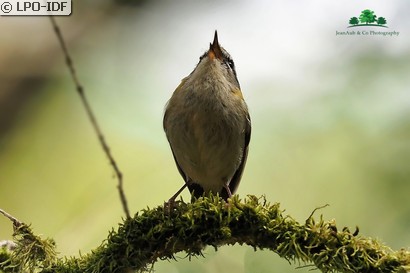 Roitelet à triple bandeau