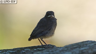 Rougequeue noir