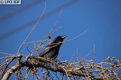 Grand Corbeau