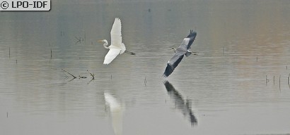 Grande Aigrette