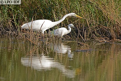 Grande Aigrette