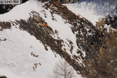 Gypaète barbu