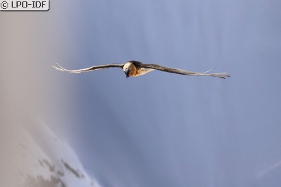 Gypaète barbu