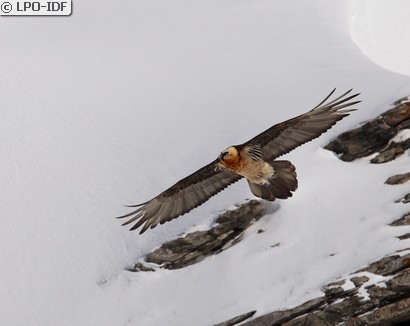 Gypaète barbu