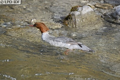 Harle bièvre