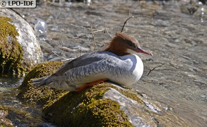 Harle bièvre