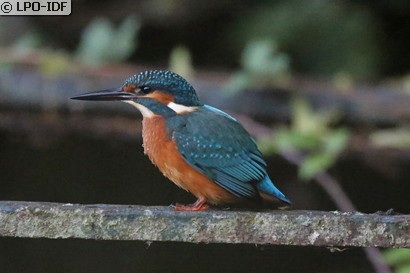 Martin-pêcheur d'Europe