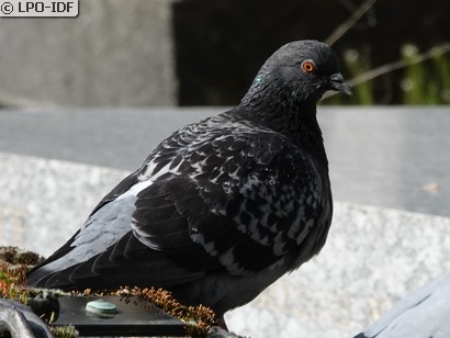Pigeon biset