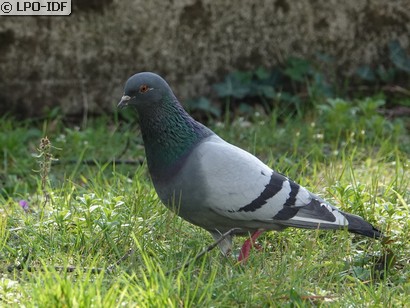 Pigeon biset