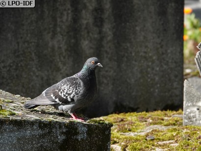 Pigeon biset