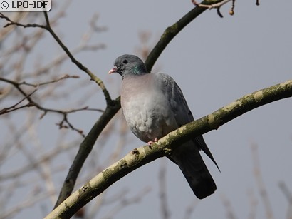 Pigeon colombin