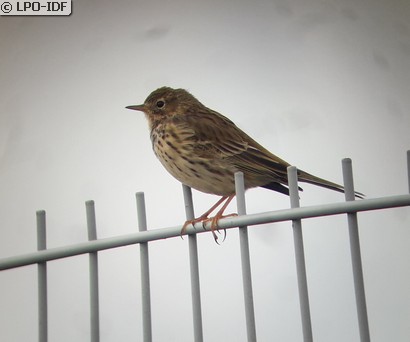 Pipit farlouse