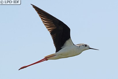 Échasse blanche