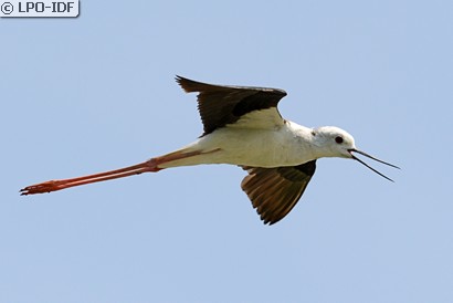 Échasse blanche