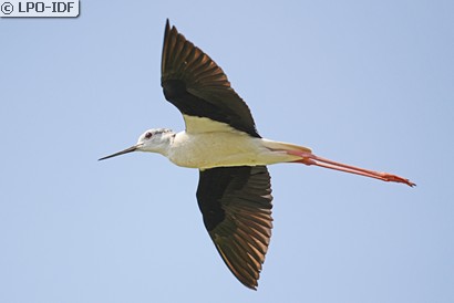 Échasse blanche