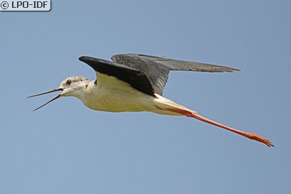 Échasse blanche