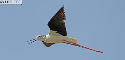 Échasse blanche