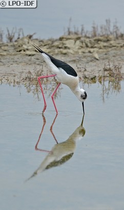 Échasse blanche