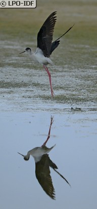 Échasse blanche