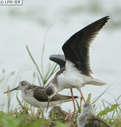 Échasse blanche