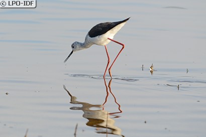 Échasse blanche