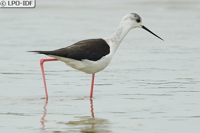 Échasse blanche