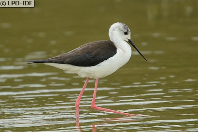 Échasse blanche