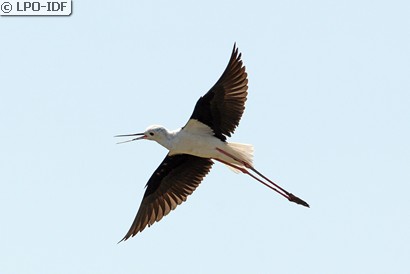 Échasse blanche