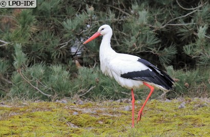 Cigogne blanche