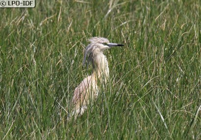 Crabier chevelu