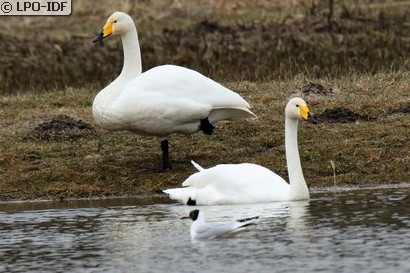 Cygne chanteur
