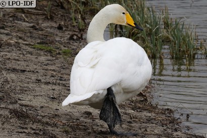 Cygne chanteur