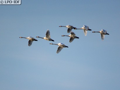 Cygne de Bewick