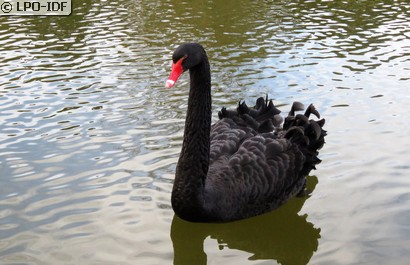 Cygne noir