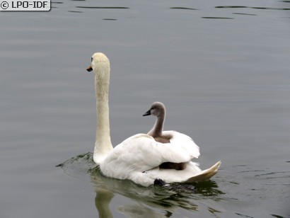 Cygne tuberculé