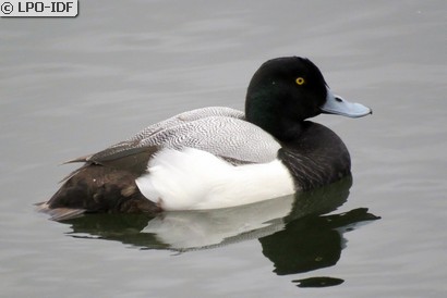 Fuligule milouinan