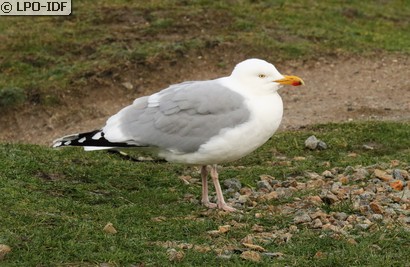 Goéland argenté