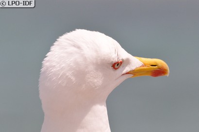 Goéland argenté