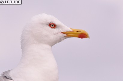 Goéland argenté