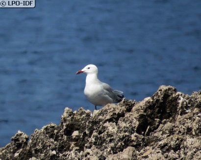Goéland d'Audouin