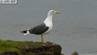 Goéland marin