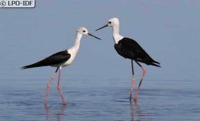 Échasse blanche