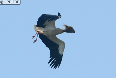 Cigogne blanche