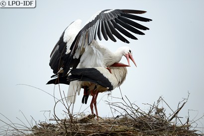 Cigogne blanche