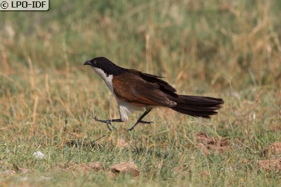 Coucal du Sénégal