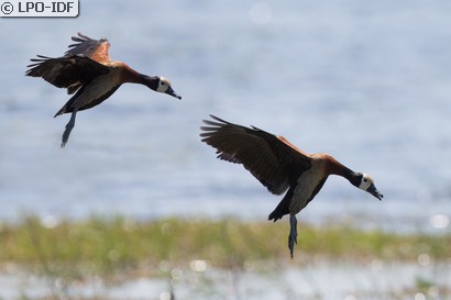 Dendrocygne veuf