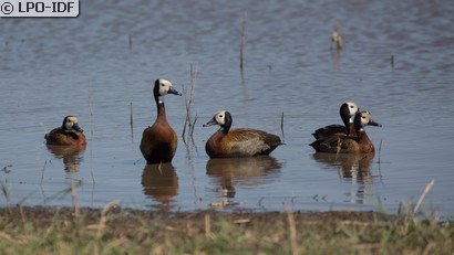 Dendrocygne veuf