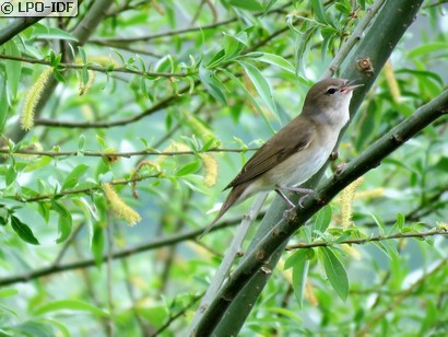 Fauvette des jardins
