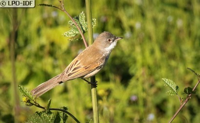 Fauvette grisette