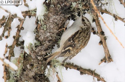 Grimpereau des bois